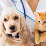Vet Examining Dog And Cat. Puppy And Kitten At Veterinarian Doct