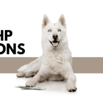 veterinary health product licensing fee